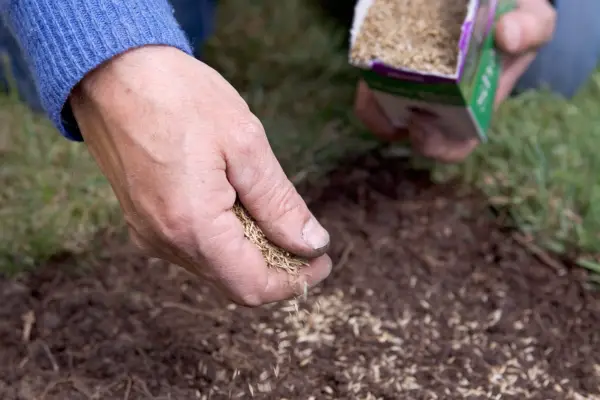 Sowing grass seed