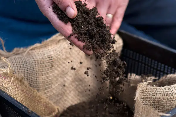 How to plant a water lily - adding compost to the hessian-lined basket