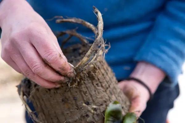 How to plant a water lily - prizing apart the roots