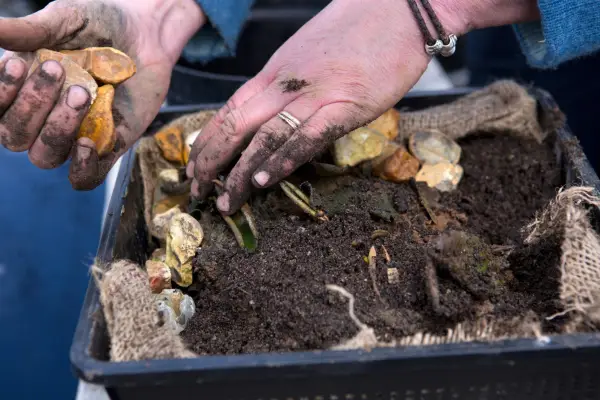 How to plant a water lily - adding stones around the water lily