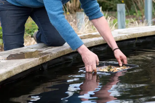 How to plant a water lily - placing the basket in the pond