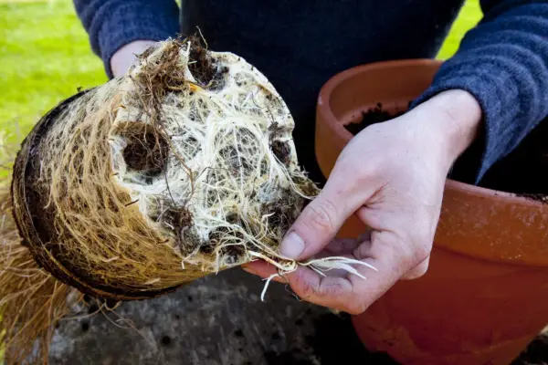 Teasing out the carex roots