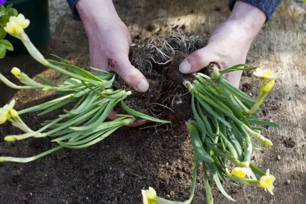 Dividing the narcissus