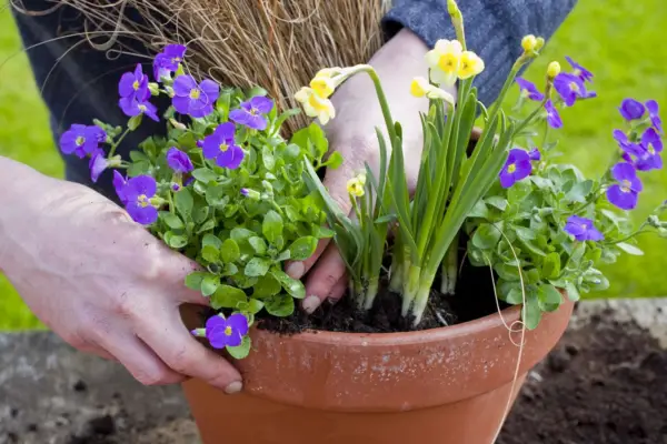 Planting the aubretia around the edge