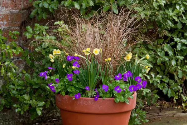 Narcissus og Aubretia Pot Display