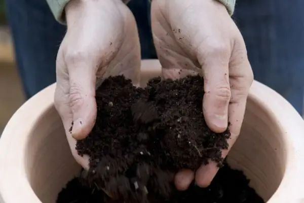 Adding compost to the pot