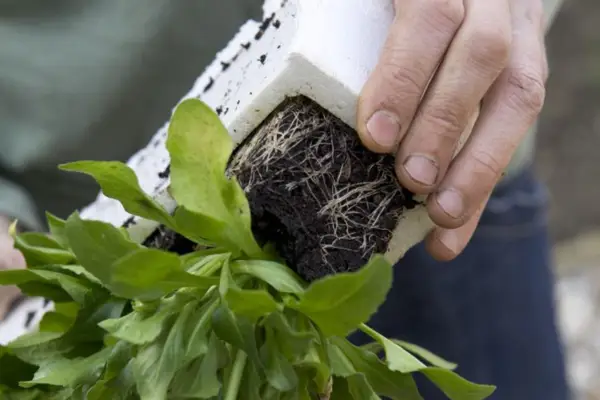Teasing the bellis daisies out of their pots
