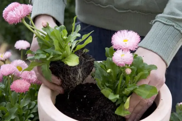 Planting the bellis daisies