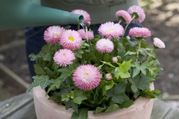 Daisy og Ivy Pot Display