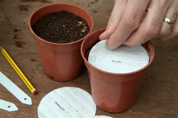 How to grow herbs from seed discs - placing the disc on compost