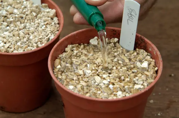 How to grow herbs from seed discs - watering the dics