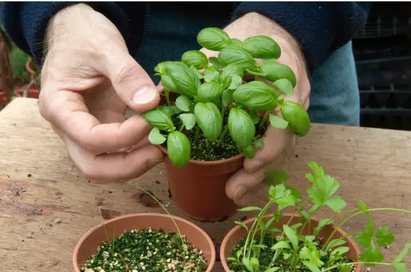 How to grow herbs from seed discs - potting on seedlings
