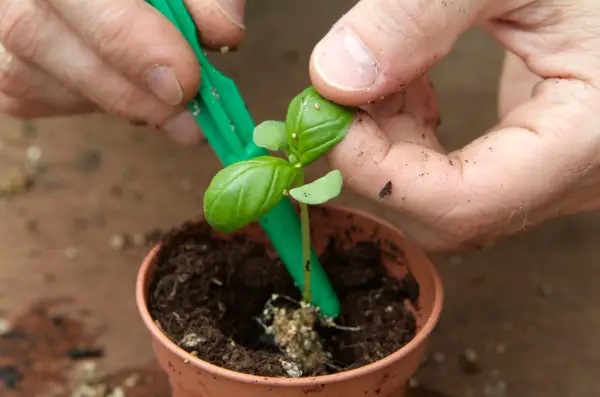 How to grow herbs from seed discs - potting on a basil seedling