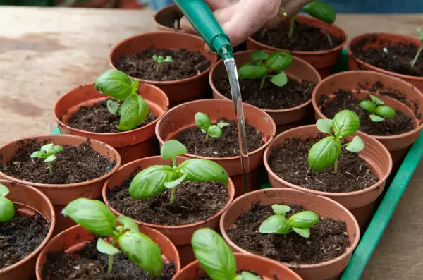 Hvordan man dyrker urter fra frøskiver