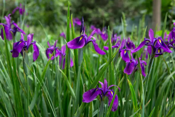 Iris ensata