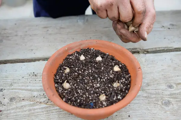 Planting bulb iris in a pot