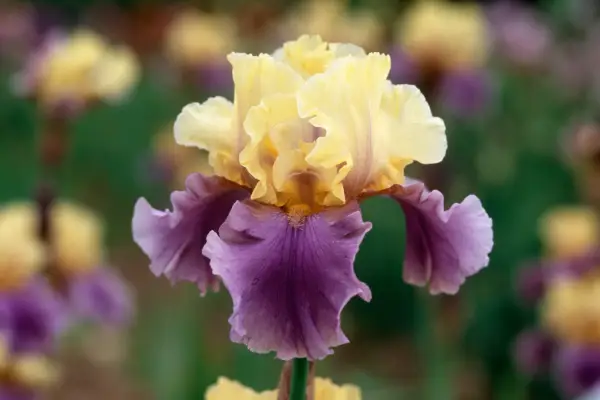 Iris 
