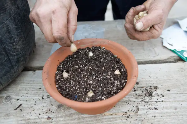 How to plant mini irises - planting the bulbs