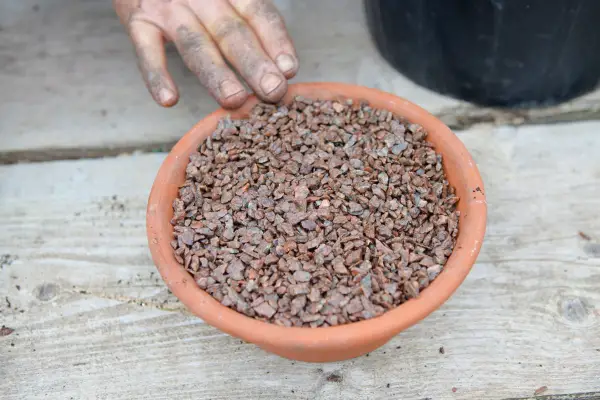 How to plant mini irises - topping with horticultural grit