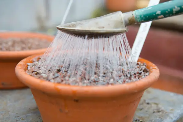 How to plant mini irises - watering the pot