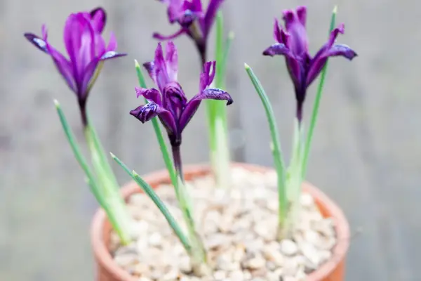 Come piantare mini-irrise