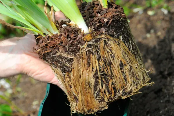 How to plant pot-grown bearded irises - checking the roots