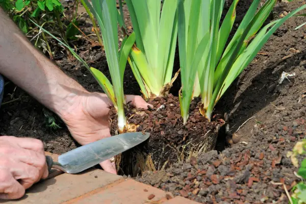 How to plant pot-grown bearded irises - digging a planting hole
