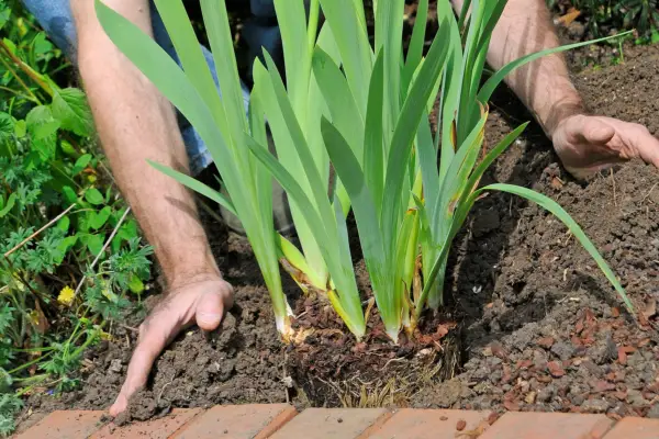 How to plant pot-grown bearded irises - backfilling with soil