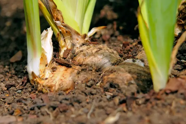 How to plant pot-grown bearded irises - rhizome on the surface