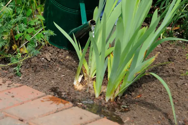 How to plant pot-grown bearded irises - watering the iris