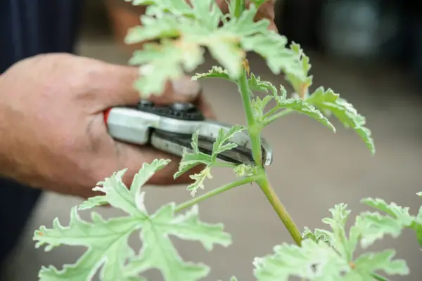 Taking pelargonium cuttings - taking the cuttings