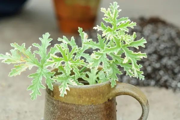 Taking pelargonium cuttings - cuttings in water