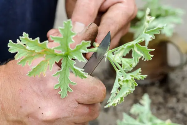 Taking pelargonium cuttings - removing the lower leaves