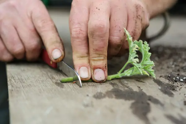 Taking pelargonium cuttings - cutting below a node