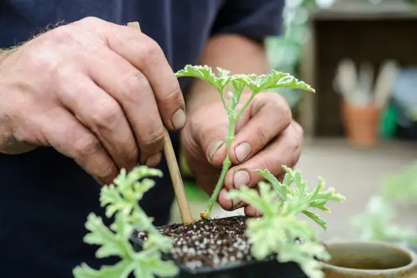 Taking pelargonium cuttings - inserting the cutting into compost