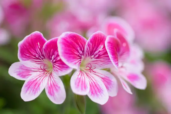 How to take scented-leaf pelargonium cuttings