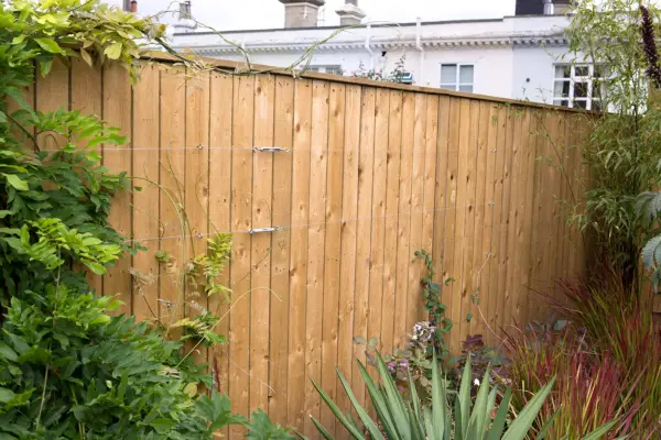 How to hide a fence - climbers growing up a fence