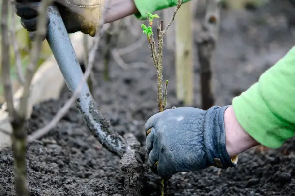 How to hide a fence - plant a hedge
