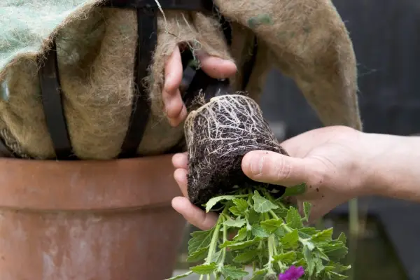 Planting geraniums in the side of the hanging basket