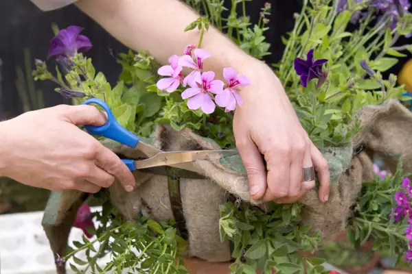 Trimming the hanging basket liner