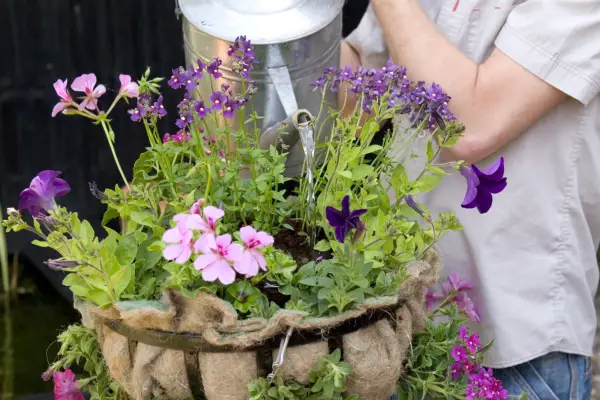 Watering the hanging basket
