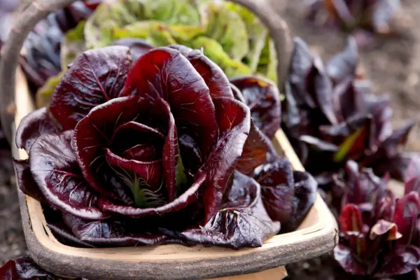 Como cultivar chicória