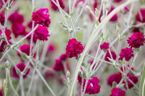Double rose campion flowers