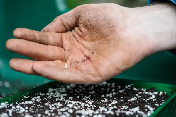 Sowing strawberry seed on the surface of the compost