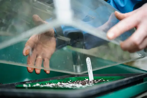 Place the seed trays in a heated propagator