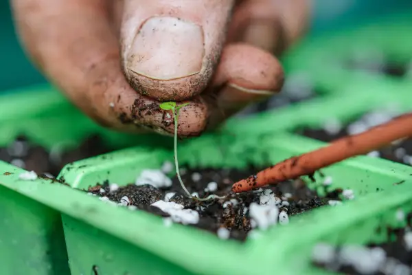 Transplanting strawberry seedlings