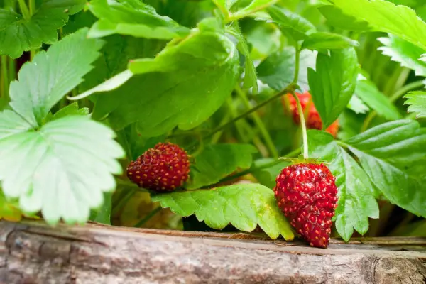 Cómo cultivar fresas a partir de semillas