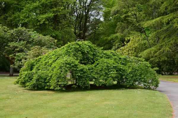 Weeping flowering cherry tree growing as a centrepiece in a lawn