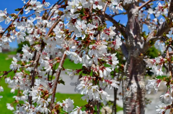 Close-up of weeping cherry tree in spring. Getty Images