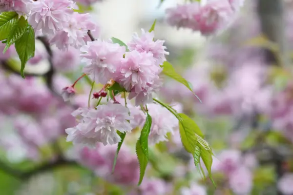 Japanese flowering cherry Kiku-Shidare-Zakura flowers. Getty Images